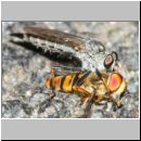 Neomochtherus geniculatus - Raubfliege mit Hainschwebfliege 01a - Niedringhaussee.jpg